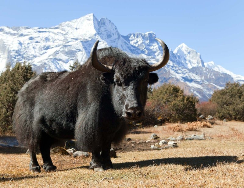 What To Do If You Encounter A Yak In The Wild