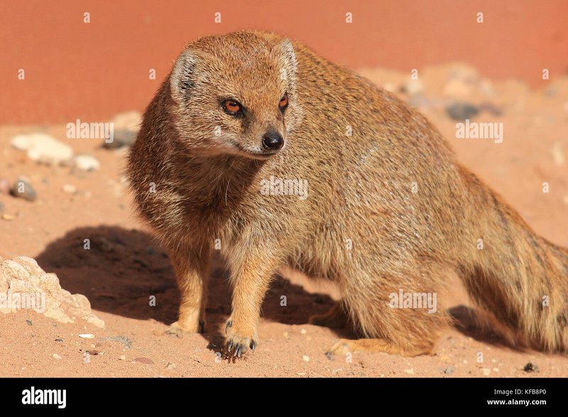 What To Do If You Encounter A Yellow Mongoose In The Wild