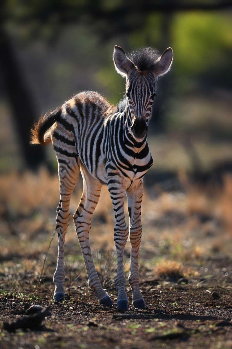 What To Do If You Encounter A Zebra In The Wild
