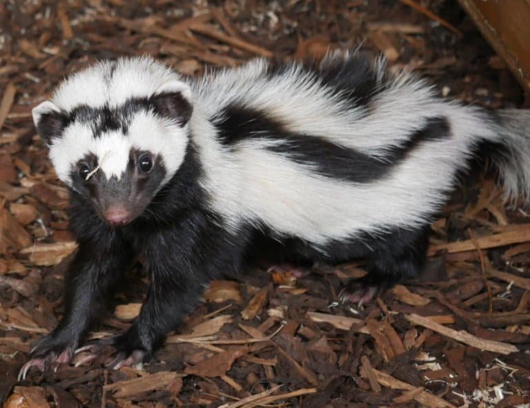 What To Do If You Encounter A Zorilla In The Wild