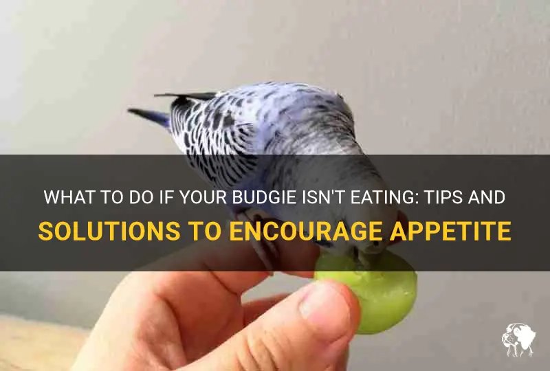 What To Do If Your Budgie Stops Eating Or Singing