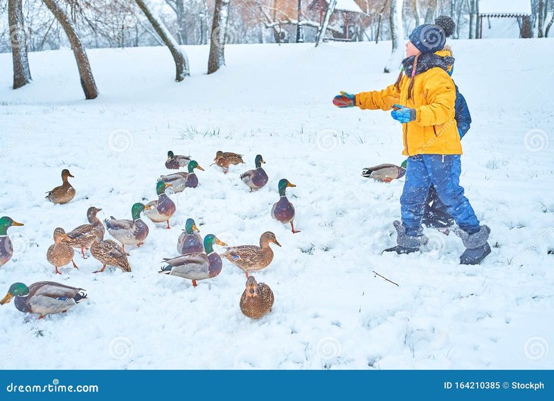 What To Feed Ducks In Winter: Cold Season Tips