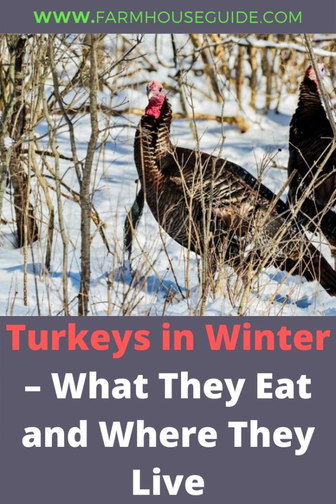 What To Feed Turkeys In Winter: Seasonal Diet Guide