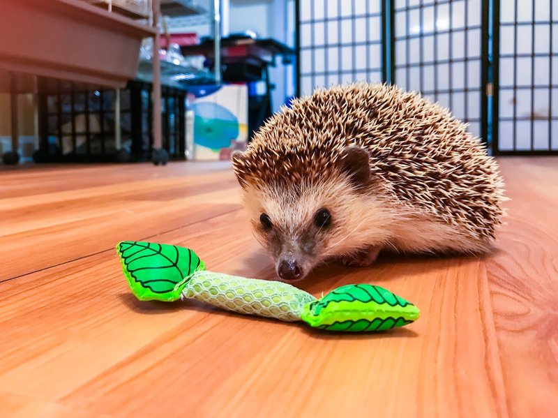 What Toys And Activities Do Hedgehogs Enjoy?