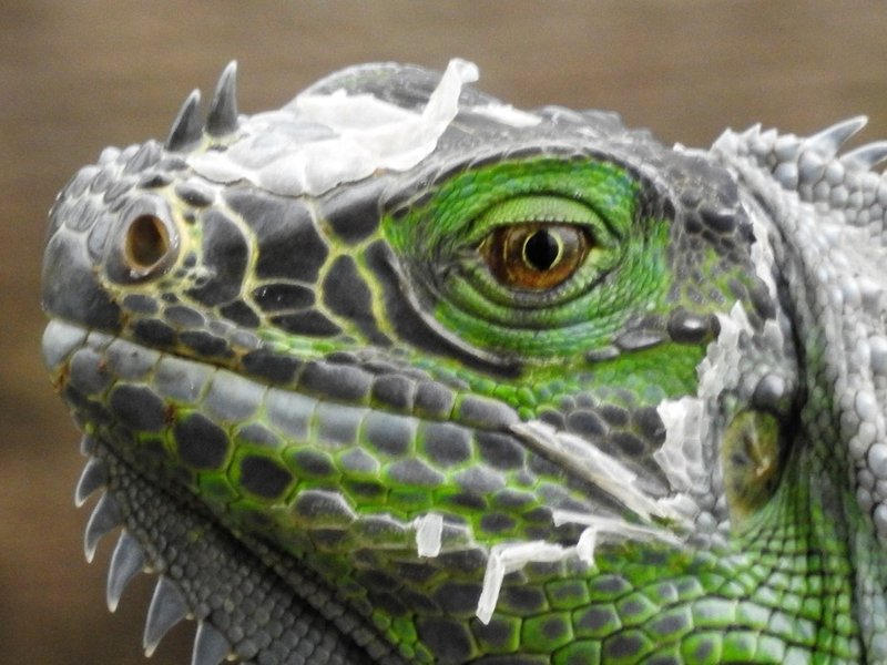 What You Need To Know About Iguana Shedding