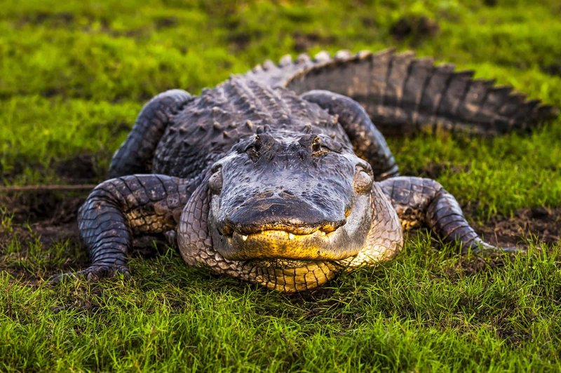 Where Are Alligators Found Around The World?