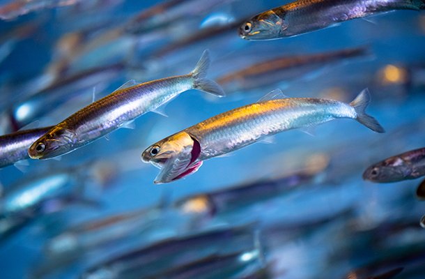 Where Are Anchovys Found? Oceans, Rivers & Habitats