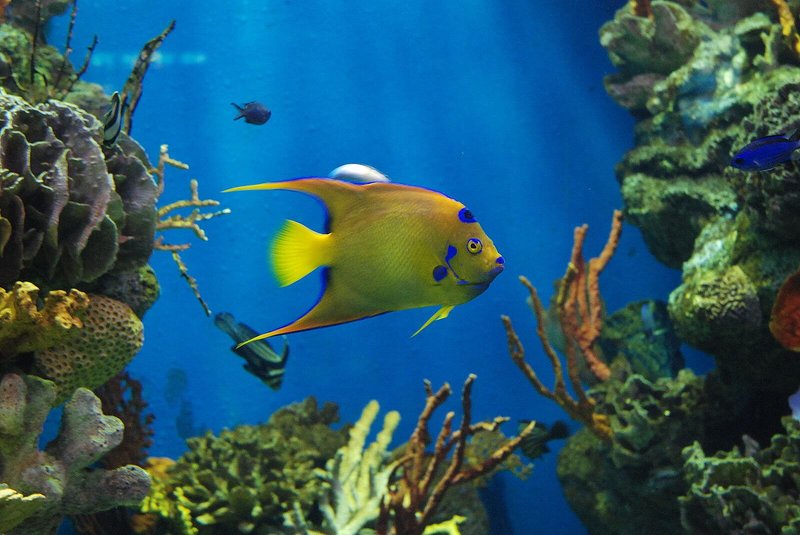 Where Are Angelfishs Found? Oceans, Rivers & Habitats