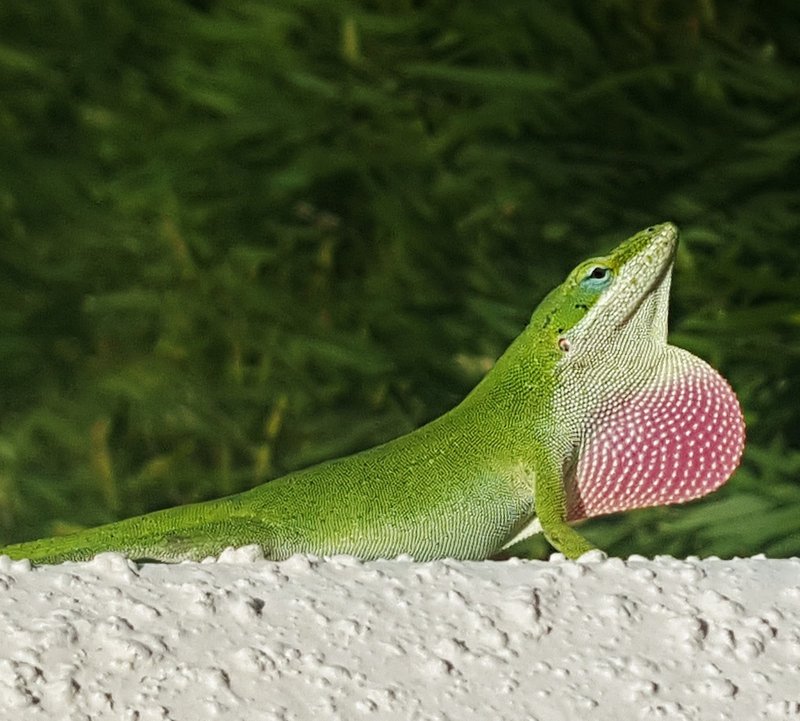 Where Are Anole Lizards Found Around The World?