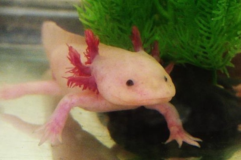 Where Are Axolotls Found Around The World?