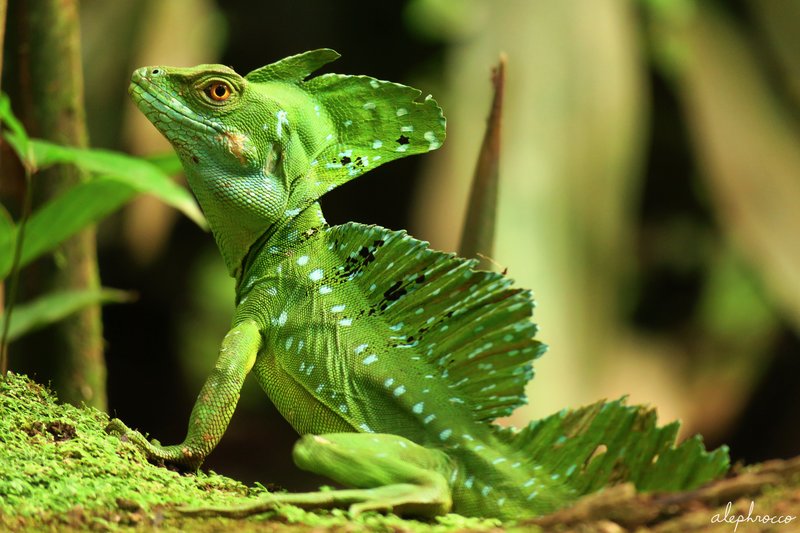 Where Are Basilisk Lizards Found Around The World?