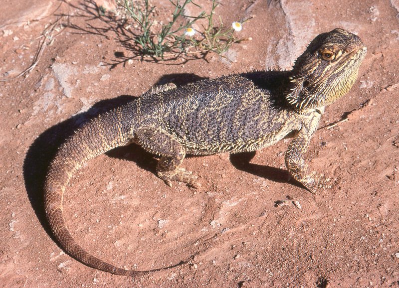 Where Are Bearded Dragons Found Around The World?
