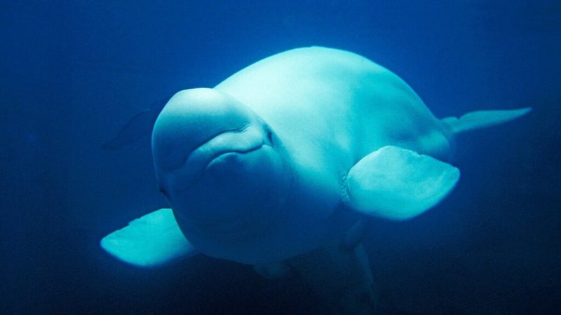 Where Are Beluga Whales Found? Oceans, Rivers & Habitats