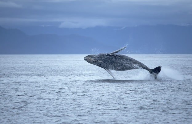 Where Are Blue Whales Found? Oceans, Rivers & Habitats