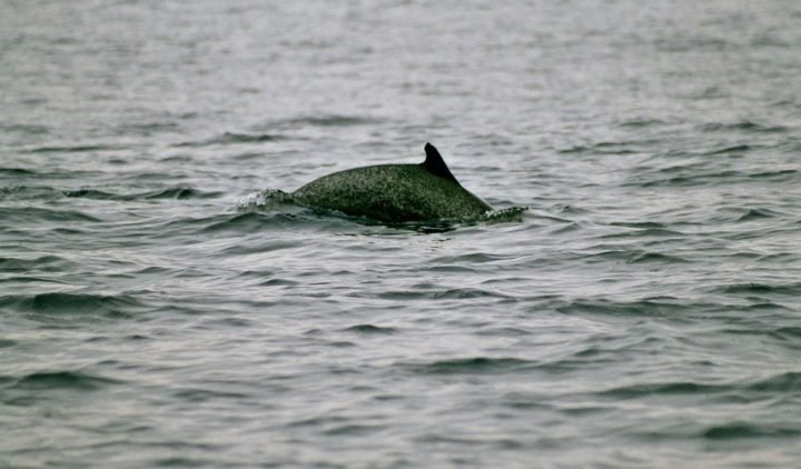 Where Are Bottlenose Dolphins Found? Oceans, Rivers & Habitats