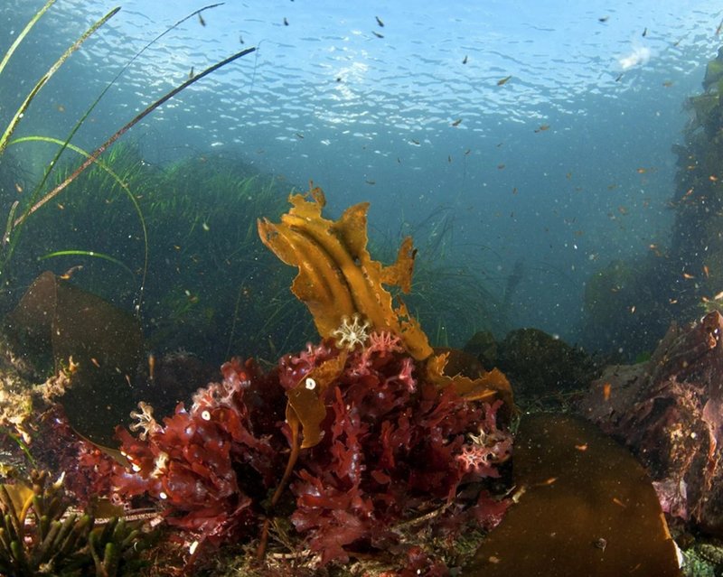 Where Are Box Jellyfishs Found? Oceans, Rivers & Habitats