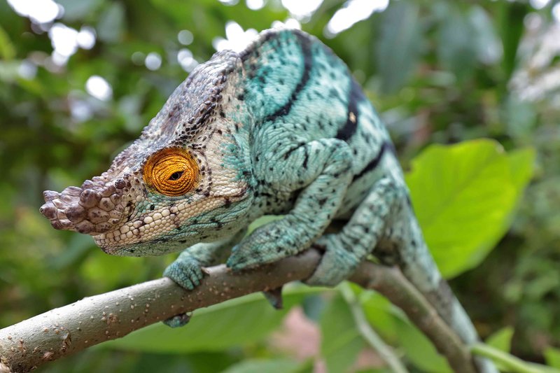 Where Are Chameleons Found Around The World?