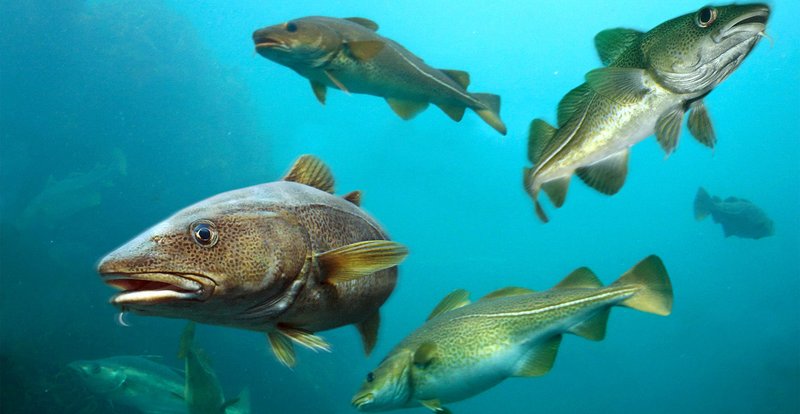 Where Are Cods Found? Oceans, Rivers & Habitats