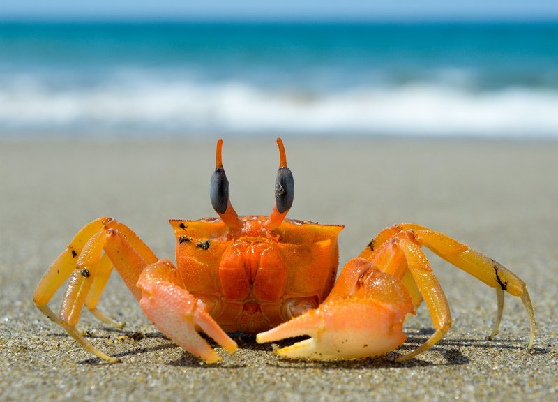 Where Are Crabs Found? Oceans, Rivers & Habitats