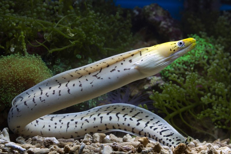Where Are Eels Found? Oceans, Rivers & Habitats