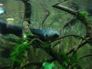 Where Are Electric Eels Found? Oceans, Rivers & Habitats