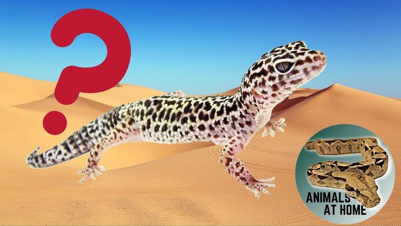 Where Are Geckos Found Around The World?