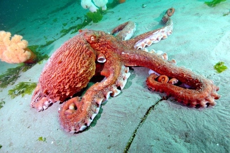 Where Are Giant Pacific Octopuss Found? Oceans, Rivers & Habitats