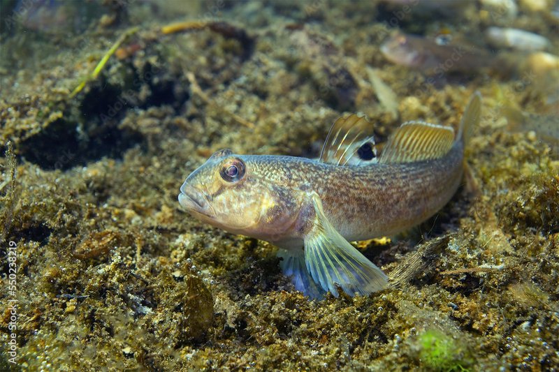 Where Are Gobys Found? Oceans, Rivers & Habitats