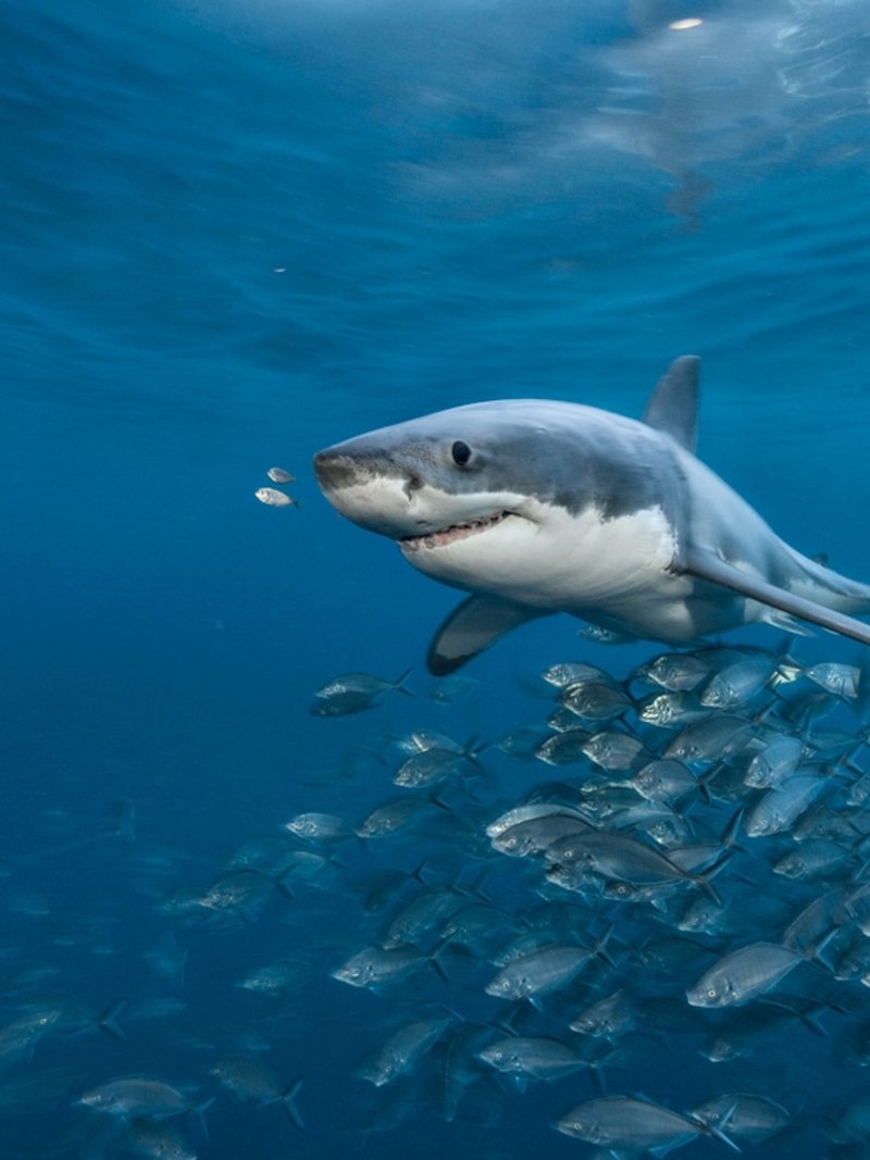 Where Are Great White Sharks Found? Oceans, Rivers & Habitats