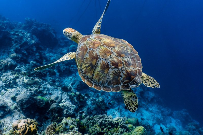 Where Are Green Sea Turtles Found? Oceans, Rivers & Habitats