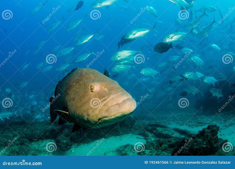 Where Are Groupers Found? Oceans, Rivers & Habitats