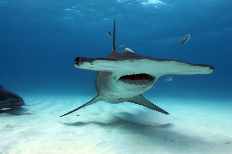 Where Are Hammerhead Sharks Found? Oceans, Rivers & Habitats
