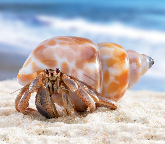 Where Are Hermit Crabs Found? Oceans, Rivers & Habitats