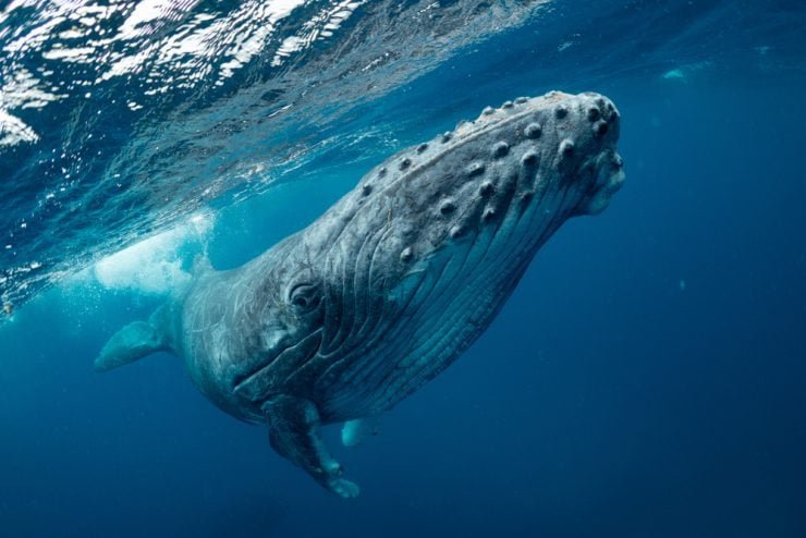 Where Are Humpback Whales Found? Oceans, Rivers & Habitats