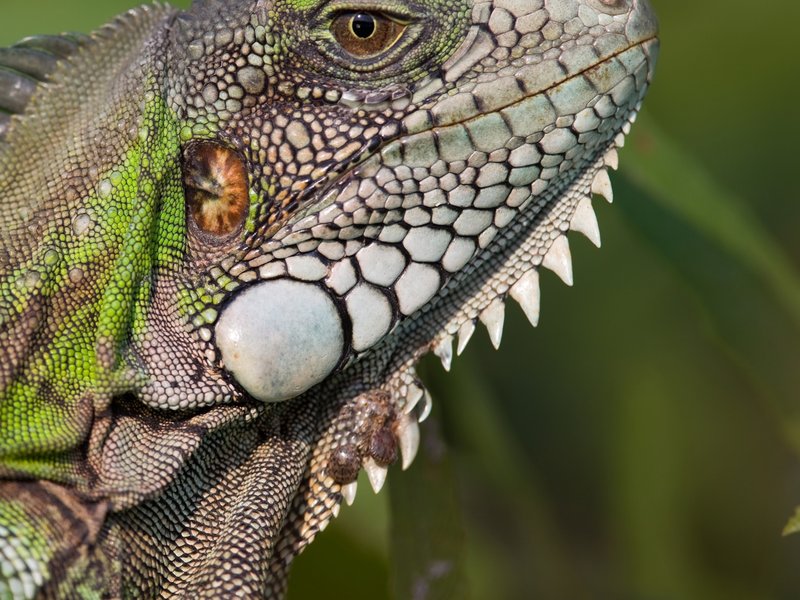 Where Are Iguanas Found Around The World?
