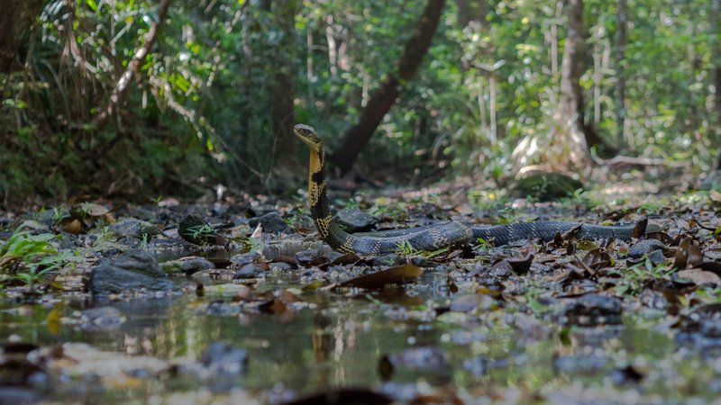 Where Are King Cobras Found Around The World?