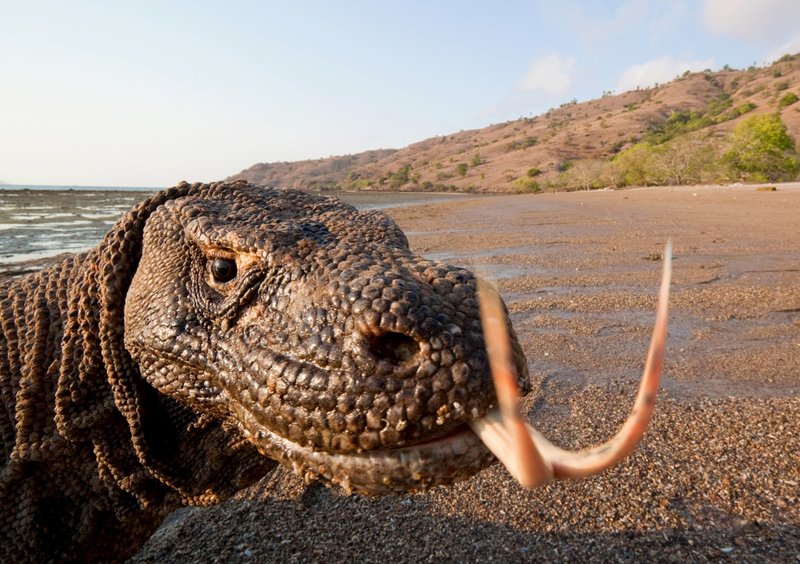 Where Are Komodo Dragons Found Around The World?