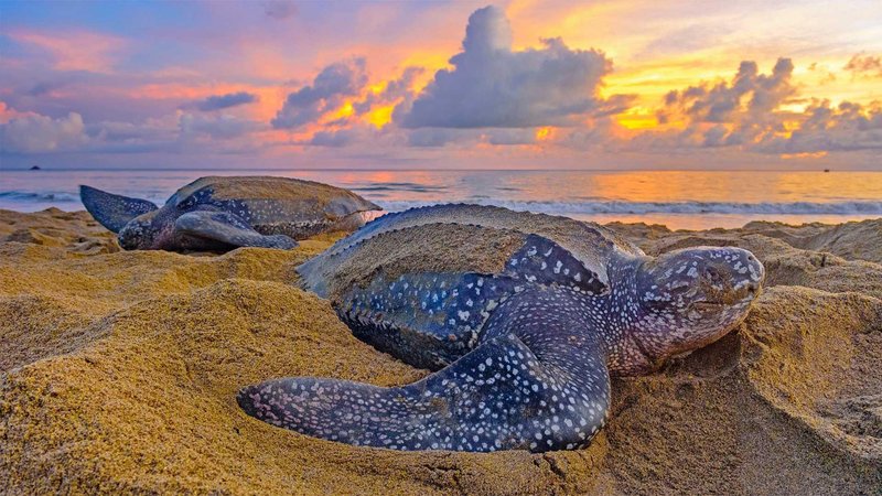 Where Are Leatherback Turtles Found? Oceans, Rivers & Habitats