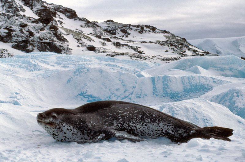 Where Are Leopard Seals Found? Oceans, Rivers & Habitats