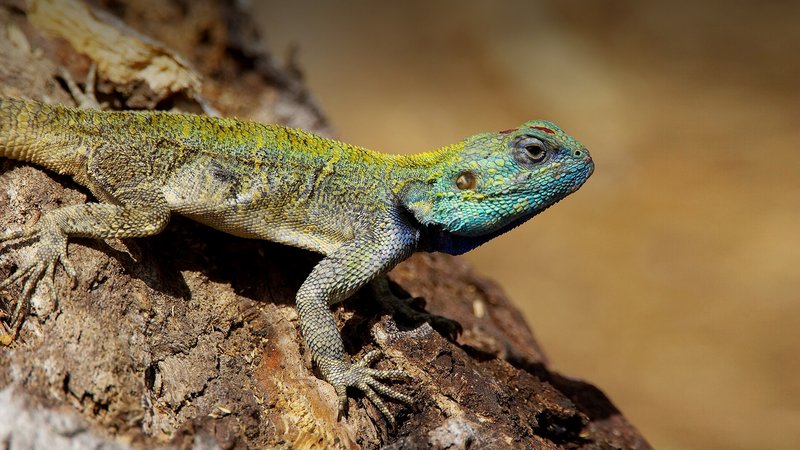 Where Are Lizards Found Around The World?