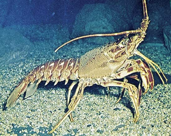 Where Are Lobsters Found? Oceans, Rivers & Habitats