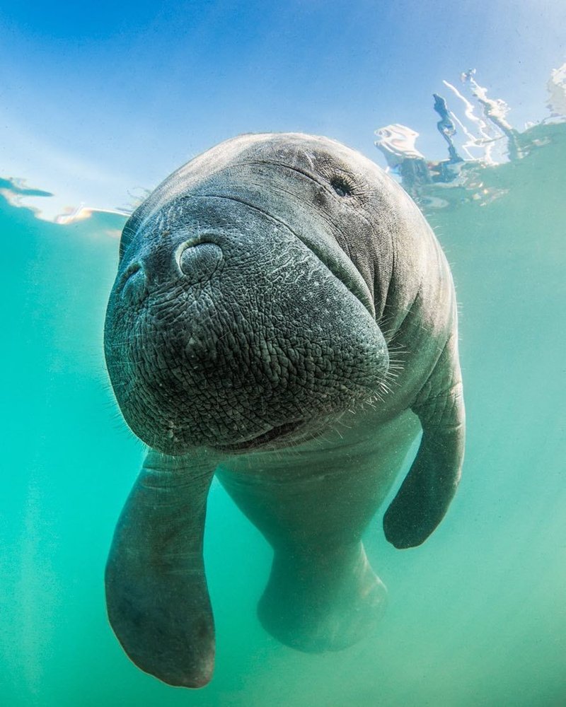 Where Are Manatees Found? Oceans, Rivers & Habitats
