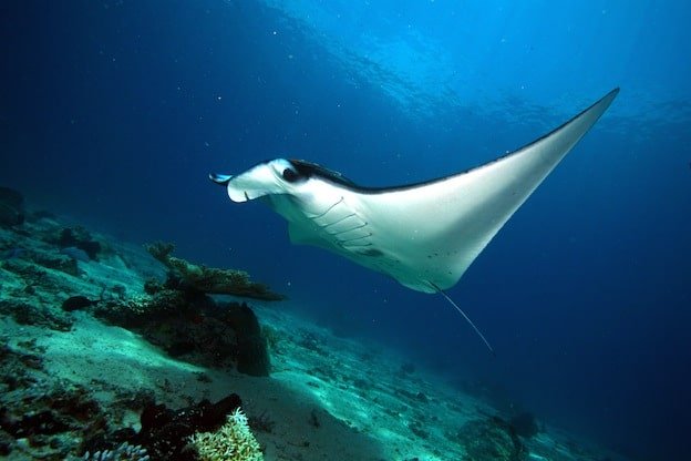 Where Are Manta Rays Found? Oceans, Rivers & Habitats