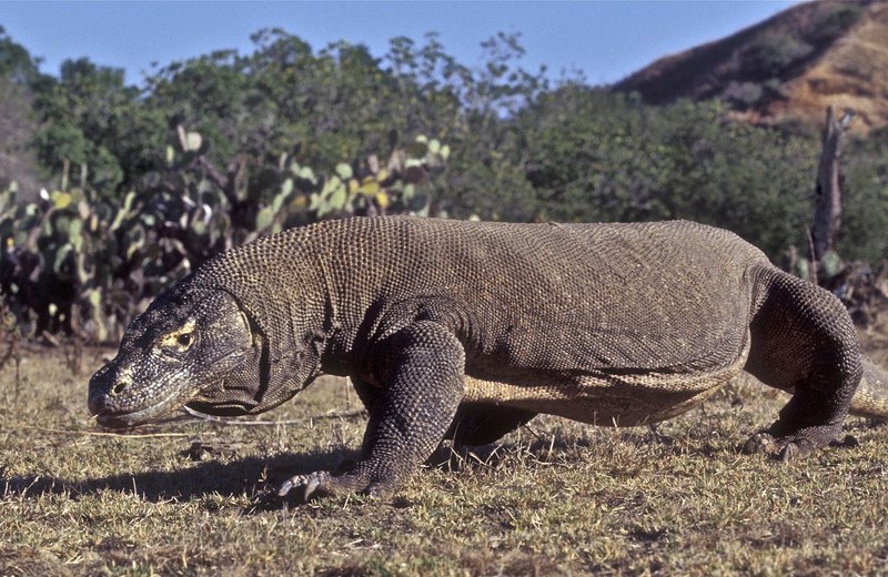 Where Are Monitor Lizards Found Around The World?