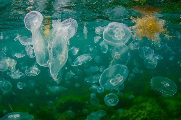 Where Are Moon Jellyfishs Found? Oceans, Rivers & Habitats
