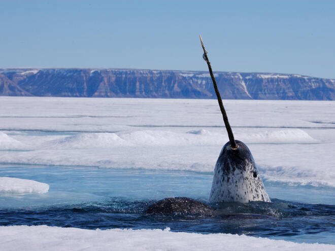 Where Are Narwhals Found? Oceans, Rivers & Habitats