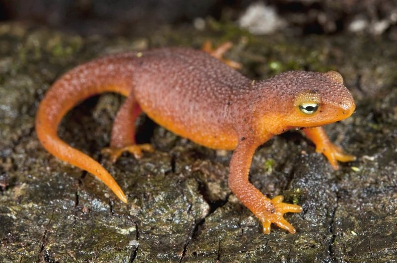 Where Are Newts Found Around The World?