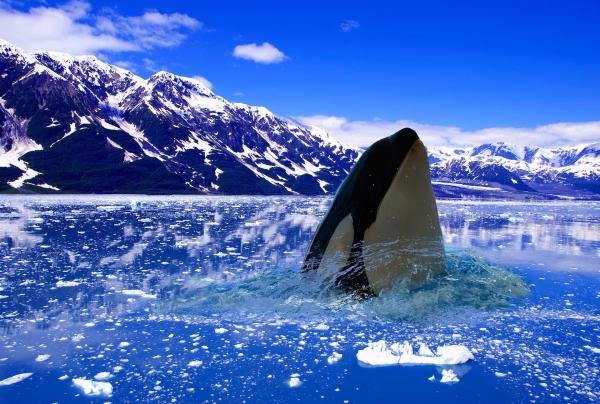 Where Are Orca (Killer Whale)S Found? Oceans, Rivers & Habitats