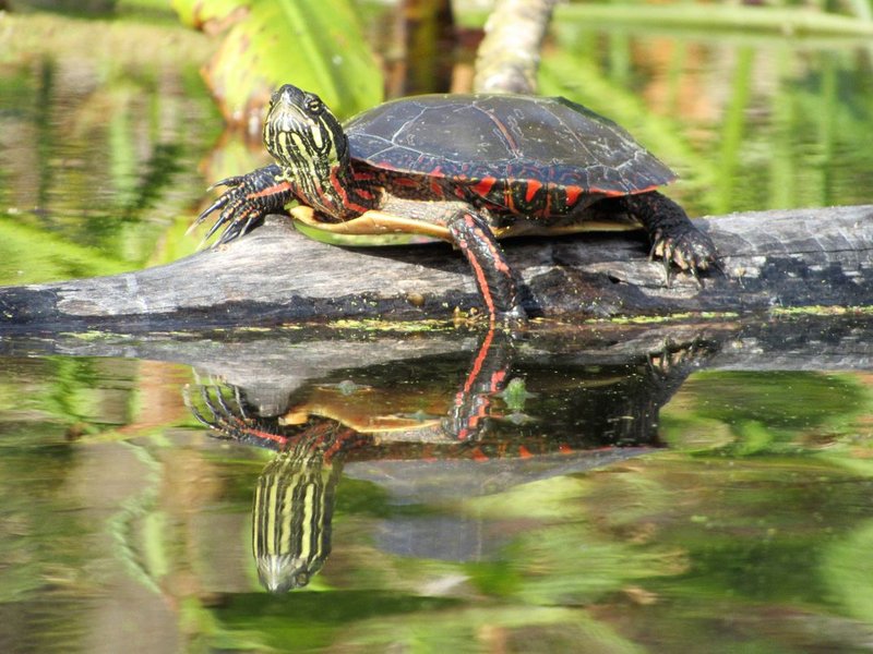 Where Are Painted Turtles Found Around The World?