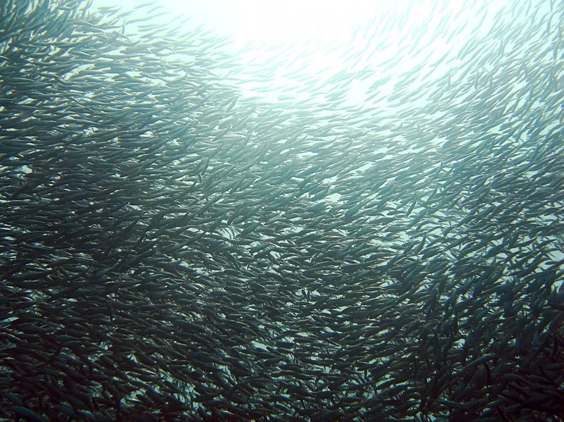 Where Are Sardines Found? Oceans, Rivers & Habitats